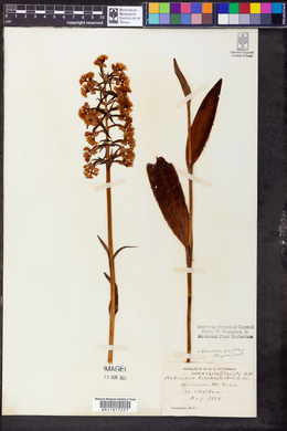 Platanthera grandiflora image