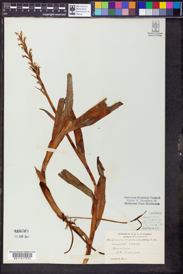 Coeloglossum viride image