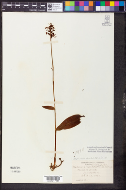 Platanthera clavellata image