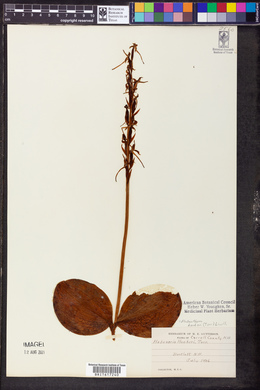 Platanthera hookeri image