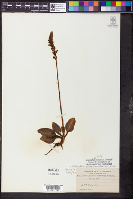 Goodyera pubescens image