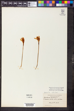 Arethusa bulbosa image