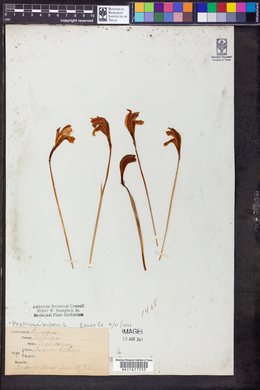 Arethusa bulbosa image