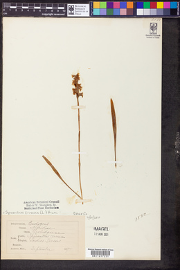 Spiranthes cernua image