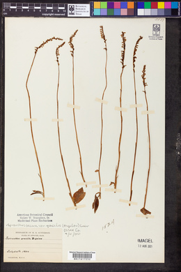 Spiranthes lacera image