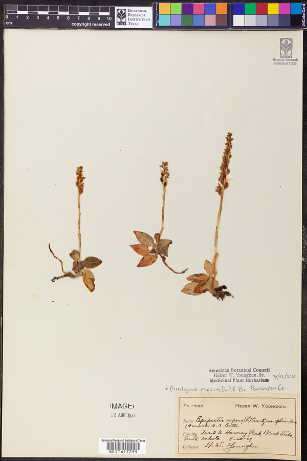 Epipactis repens var. ophioides image