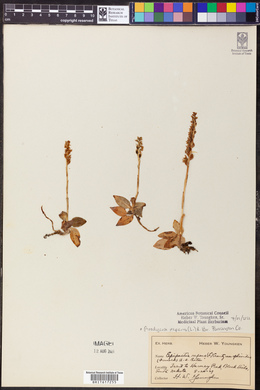 Epipactis repens image