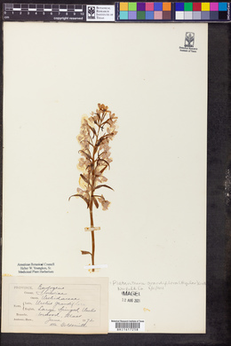 Platanthera grandiflora image