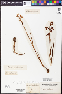 Orchis palustris image