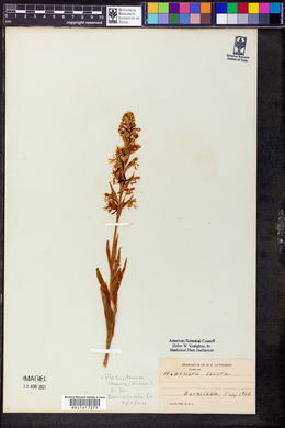 Platanthera lacera image