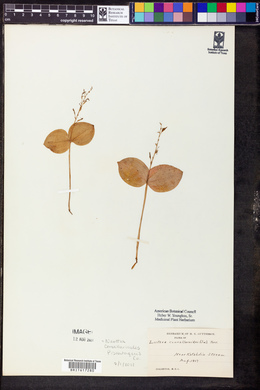 Listera convallarioides image