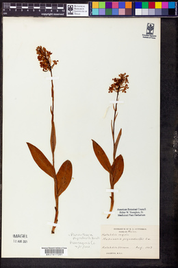 Platanthera psycodes image