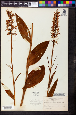 Platanthera psycodes image