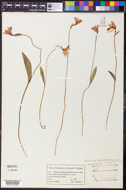 Pogonia ophioglossoides image