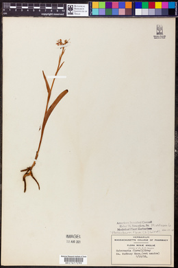 Platanthera flava image