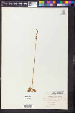 Goodyera pubescens image