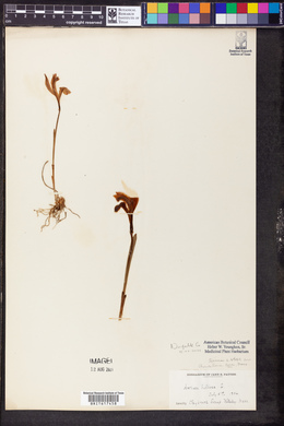 Arethusa bulbosa image