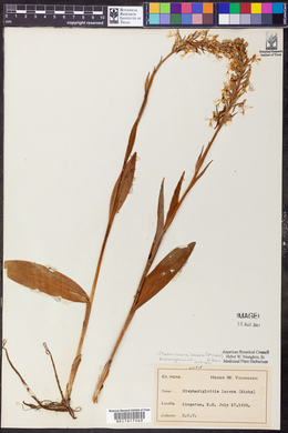 Platanthera lacera image