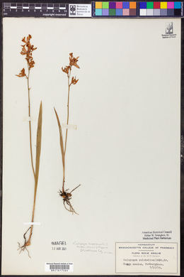 Calopogon tuberosus image