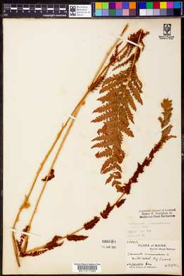 Osmundastrum cinnamomeum subsp. cinnamomeum image