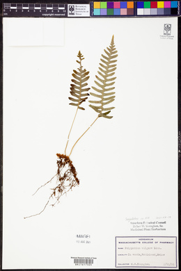 Polypodium vulgare image