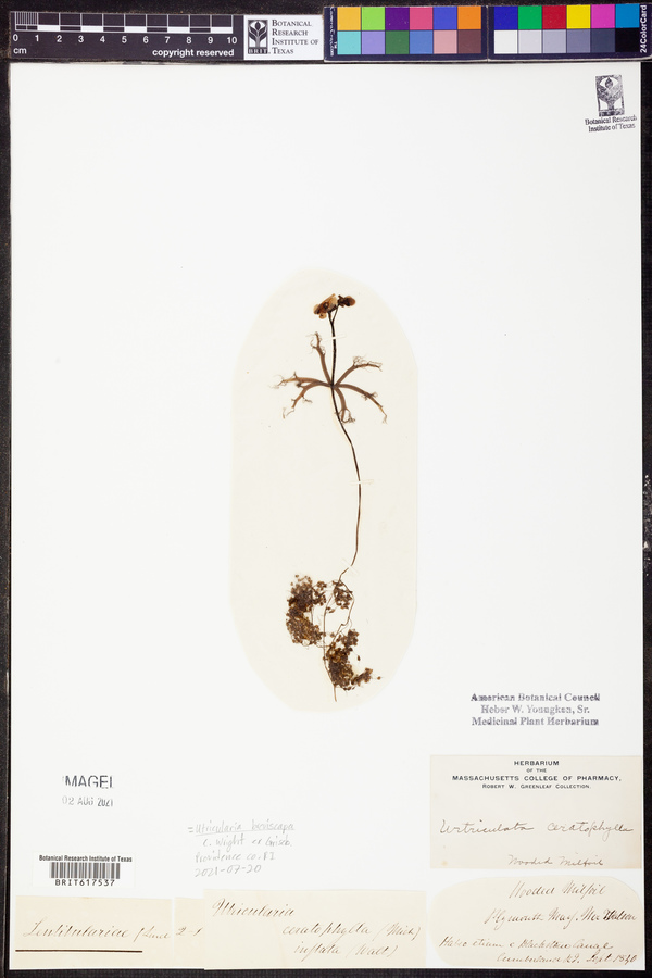 Utricularia breviscapa image