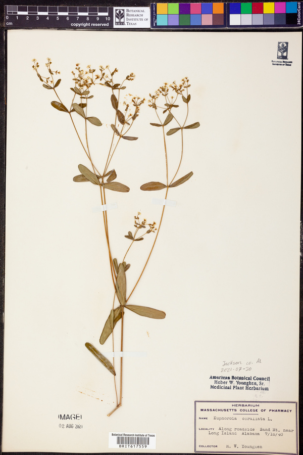 Euphorbia corallifera image