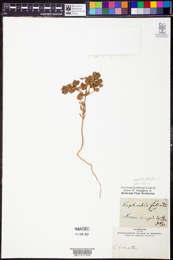 Euphorbia falcata image
