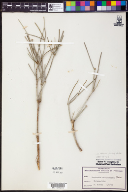 Euphorbia cassythoides image