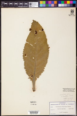 Image of Verbascum alpinum