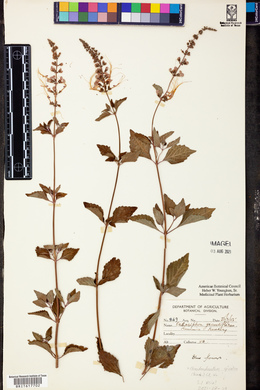 Clerodendranthus spicatus image