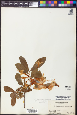 Rhododendron occidentale image