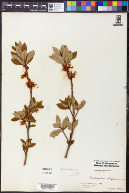 Rhododendron albiflorum image