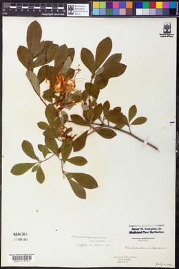 Rhododendron arborescens image