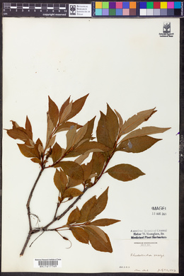 Rhododendron vaseyi image