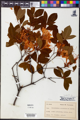 Rhododendron calendulaceum image