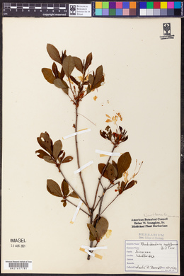 Rhododendron nudiflorum image