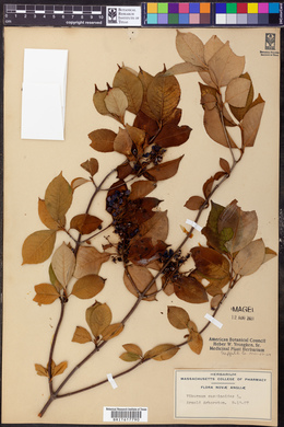 Viburnum cassinoides image