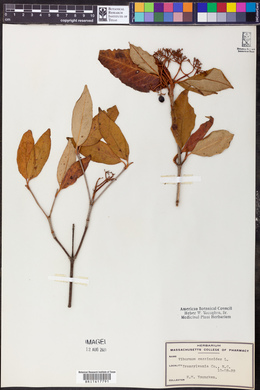 Viburnum cassinoides image