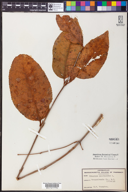 Viburnum cassinoides image