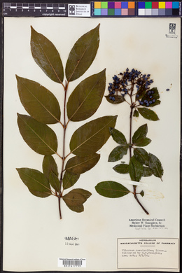 Viburnum cassinoides image