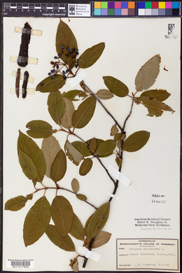Viburnum cassinoides image