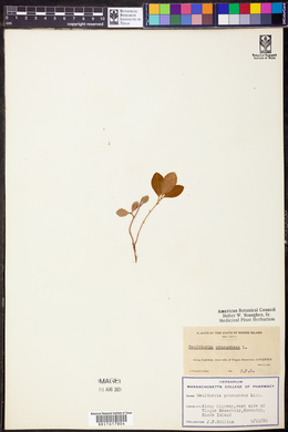 Gaultheria procumbens image