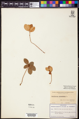 Gaultheria procumbens image