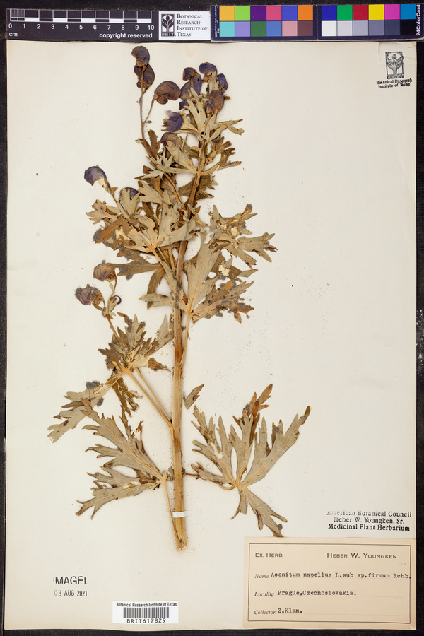 Aconitum firmum image