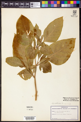 Atropa belladonna image