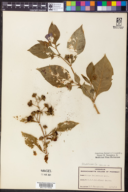 Atropa belladonna image