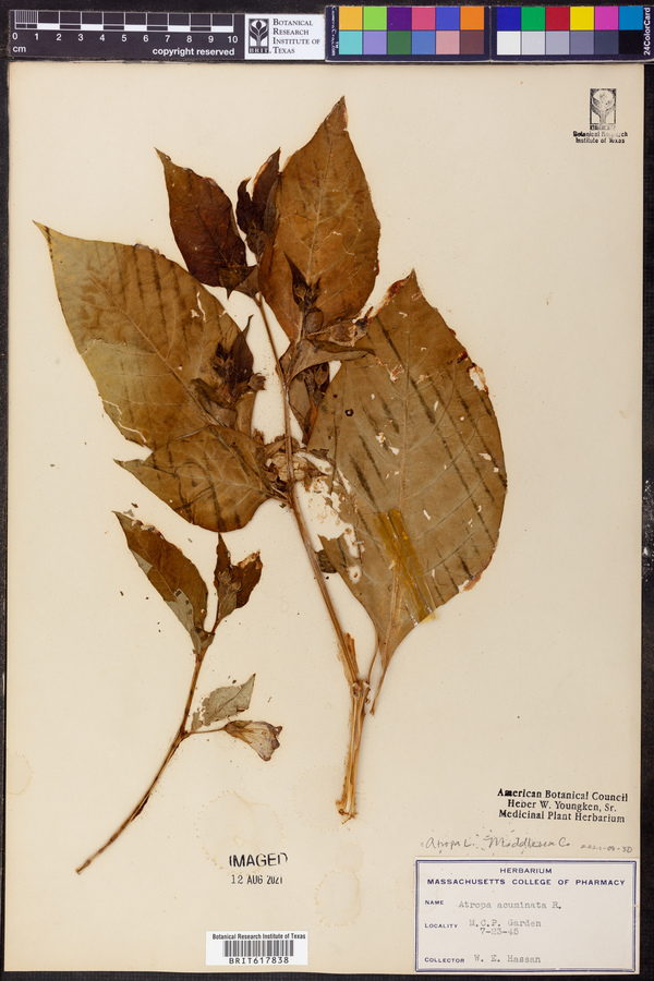 Atropa acuminata image