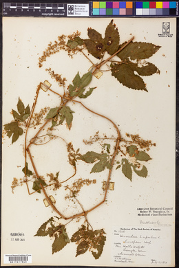 Humulus lupulus image