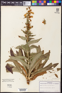 Digitalis grandiflora image